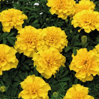 Super Hero Yellow Marigold Thumbnail